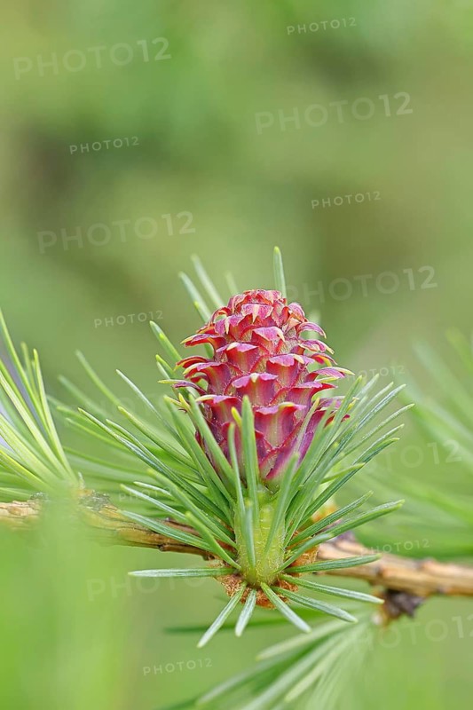 Female flowers of larch (Larix decidua), growing into cones, close-up, spring, Wilnsdorf, North Rhine-Westphalia, Germany