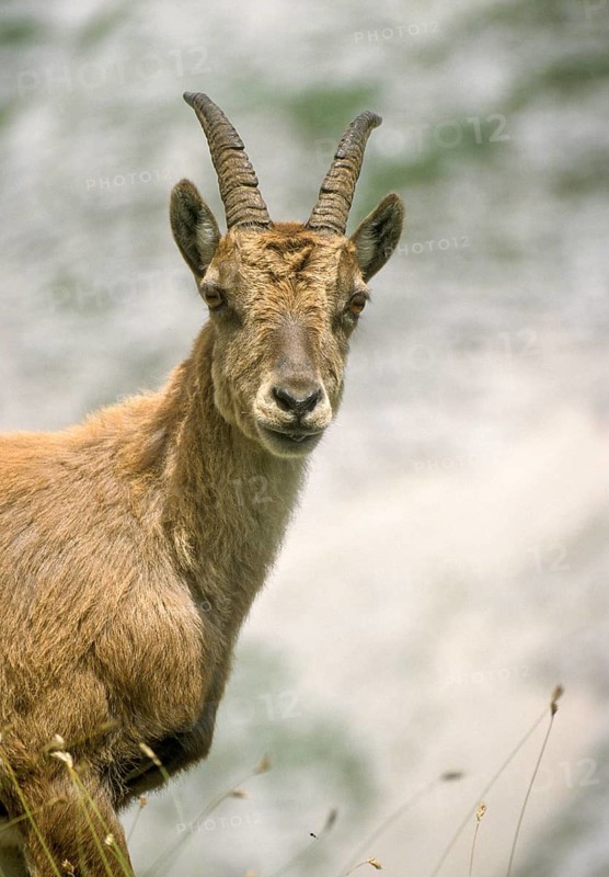 Alpine ibex, artiodactyla, capra ibex, even-toed ungulate, cloven-hoofed, Slovenia, ibex, Triglav national park, female, high size, portrait, mammals, national park, mammals, triglav, female, goats