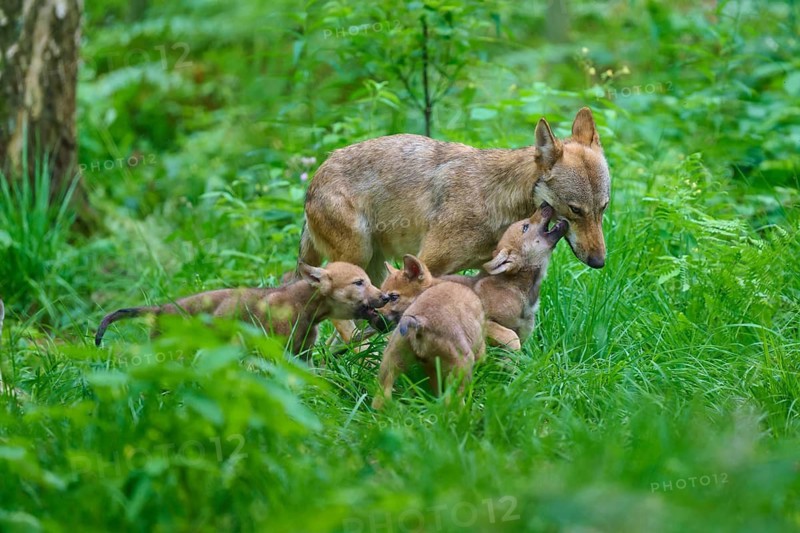 An interactive image of a mother wolf with her pups in a green forest, summer, wolf (Canis lupus), Germany