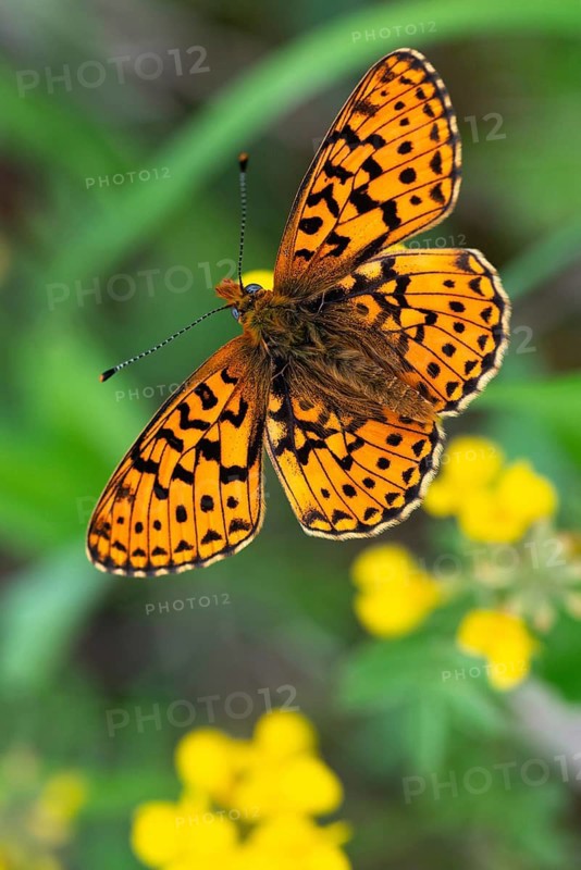 Boloria euphrosyne, clossiana euphrosyne, spring mother-of-pearl butterfly, pearl-bordered fritillary, silver-spotted mother-of-pearl butterfly, butterfly, high size, portrait format, insects, butterfly, butterflies