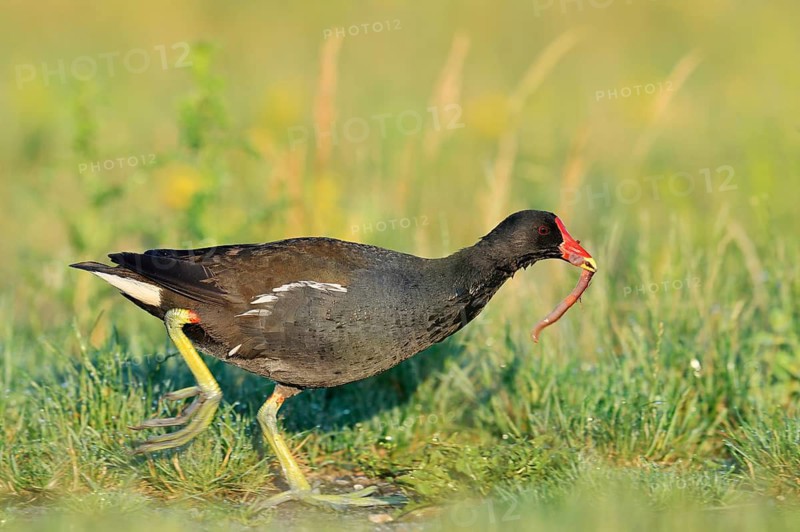 A moorhen (Gallinula chloropus) walks across a meadow with an earthworm in its beak, North Rhine-Westphalia, Germany