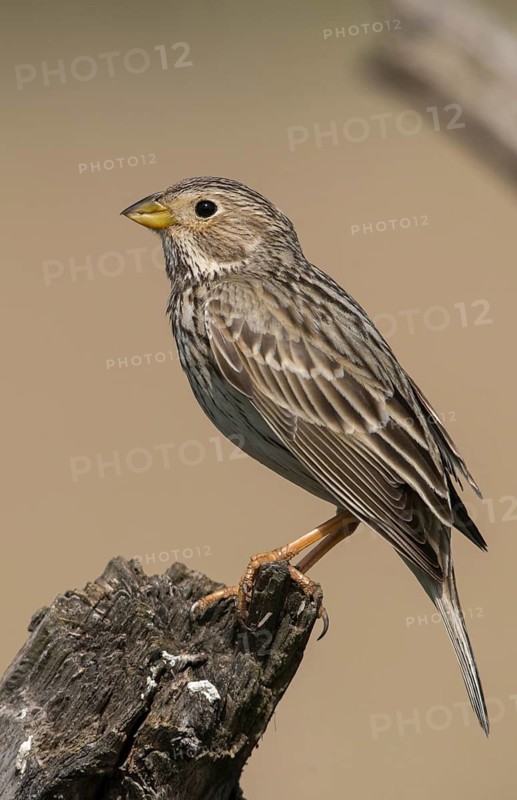 Brandenburg, Corn Bunting, Germany, Emberiza Calandra, Corn Bunting, Miliaria Calandra, Nabu, Nabu project, national natural heritage, Grünhaus natural paradise, post-mining landscape, birds, green house, high size, portrait format, passeri, songbirds, birds
