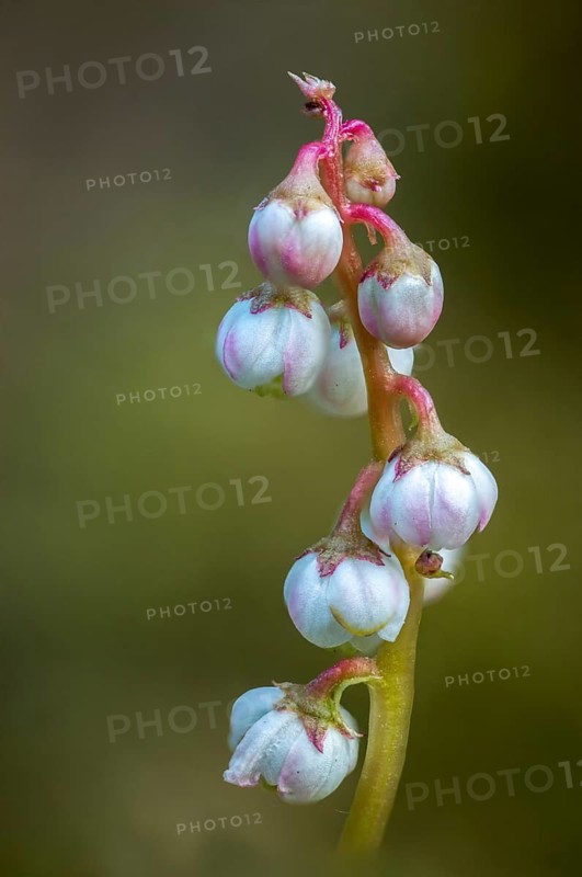 Ericaceae, heather family, small wintergreen, pyrola minor, common wintergreen, flora, high size, portrait, lesser wintergreen, plants, snowline wintergreen