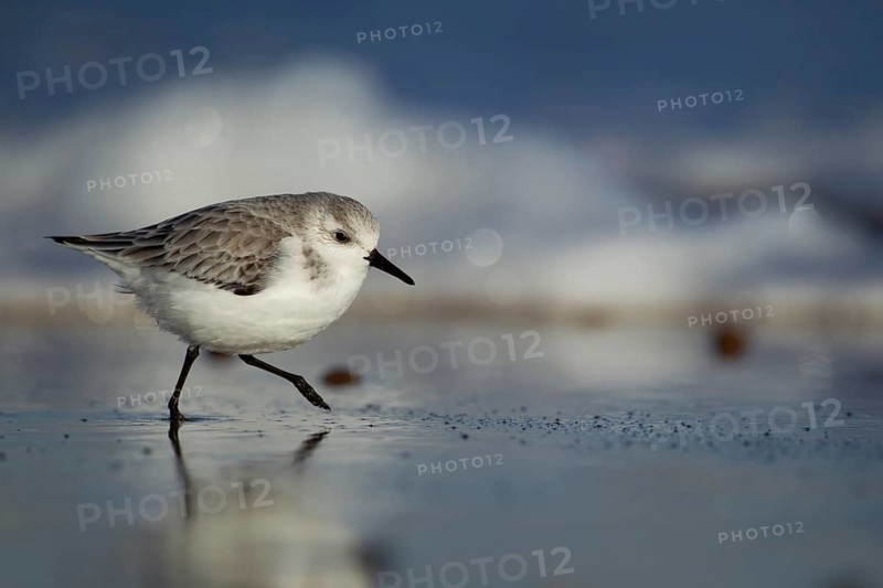 Sanderling (Calidris alba) adult wading bird in winter plumage running on a beach, Norfolk, England, United Kingdom