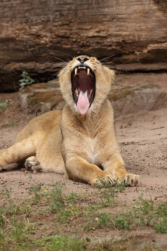 A lion opens its mouth wide whilst lying on the ground, revealing its teeth, Asiatic Lion (Panthera leo persica) lying down, in captivity, native to India