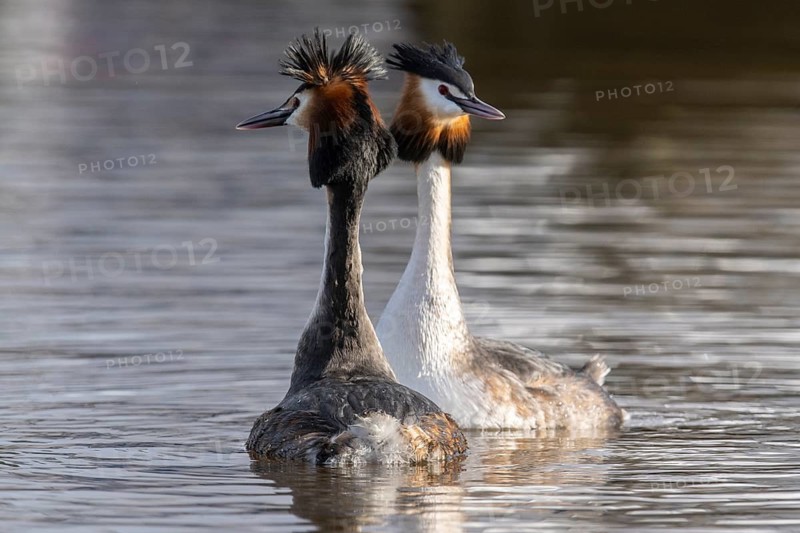 Great Crested Grebe (Podiceps Scalloped ribbonfish) Courtship, Emsland, Lower Saxony, Germany