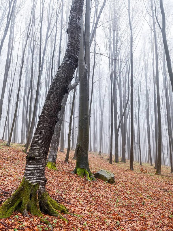 Bare trees in fog, Maramures, Romania