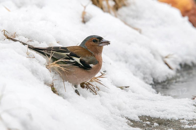 Chaffinch, fringilla coelebs, bath, bird bath, birds, male, passeri, snow, songbirds, snow, songbirds, water, birdbath, birds, watering place, winter