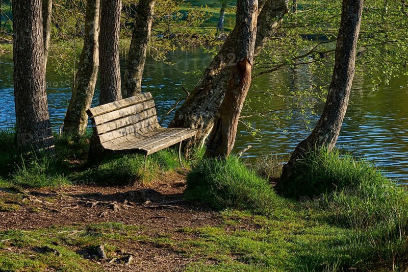 A wooden bench stands alone by the water, surrounded by tall trees and green vegetation, Windgfällweiher, Lenzkirch, Black Forest, Breisgau Hochschwarzwald, Baden-Württemberg, Germany