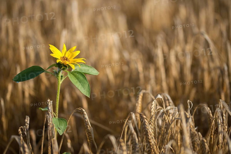 Asteraceae, annual sunflower, common sunflower, helianthus annuus, daisy, common sunflower, flora, plants, plants, sunflower