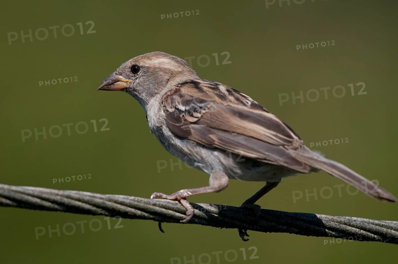House Sparrow, Passer Domesticus, Sparrow, Birds, Adolescent, Juvenile, Passeri, Songbirds, Sparrow, Sparrow, Sparrow, Sparrow, Sparrow, Sparrow, Sparrow, Birds