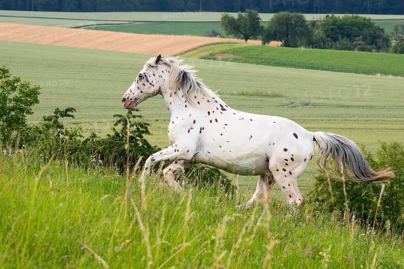 Horse, Knabstrupper, Tigerschecke, gelding, galloping in the pasture