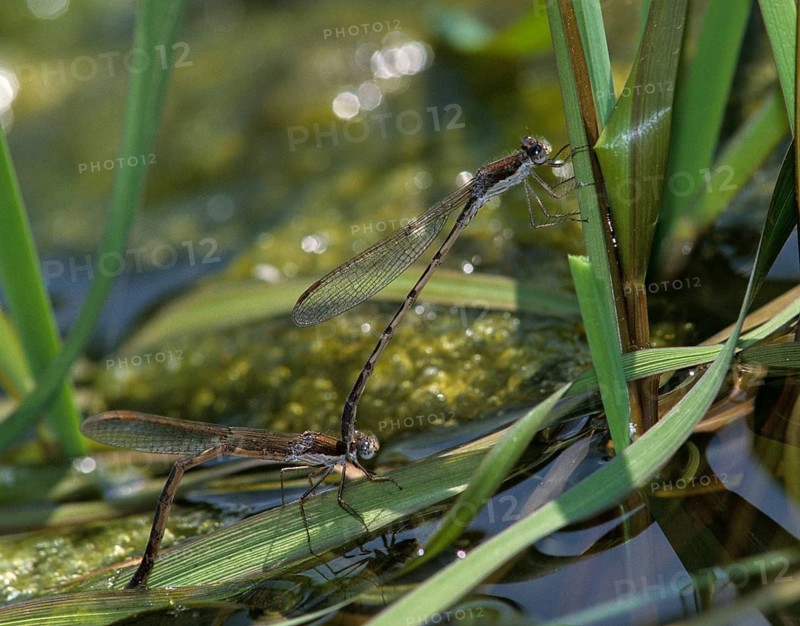 Common winter dragonfly, Sympecma fusca, winter damselfly, damselflies, dragonflies, egg deposition, egg laying, female, insects, leo, dragonflies, male, odonata, female, zygoptera