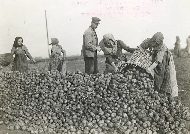 Bavaria, Polish harvest workers, potatoes, harvest, woman's work, agricultural work, poverty, maid, woman with headscarves working harvesting potatoes in a field, Philipp Kester, around 1906
