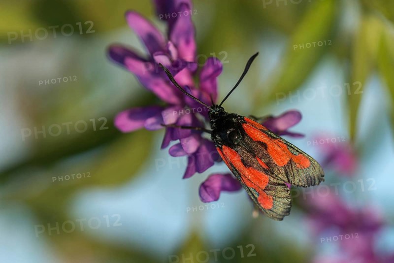 Thyme ram, transparent burnet, zygaena purpuralis, blood droplets, butterfly, insects, moths, moths, moths, moths, butterfly, ram