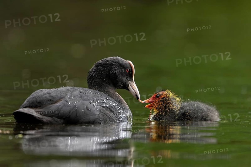 A coot (Fulica atra) feeding a chick – sweet, cute, baby animals, raising young, feeding, May, Germany