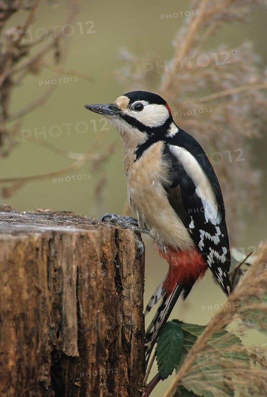 Great Spotted Woodpecker, Great Spotted Woodpecker, Birds, High Size, Portrait, Leo, Male, Piciformes, Woodpecker