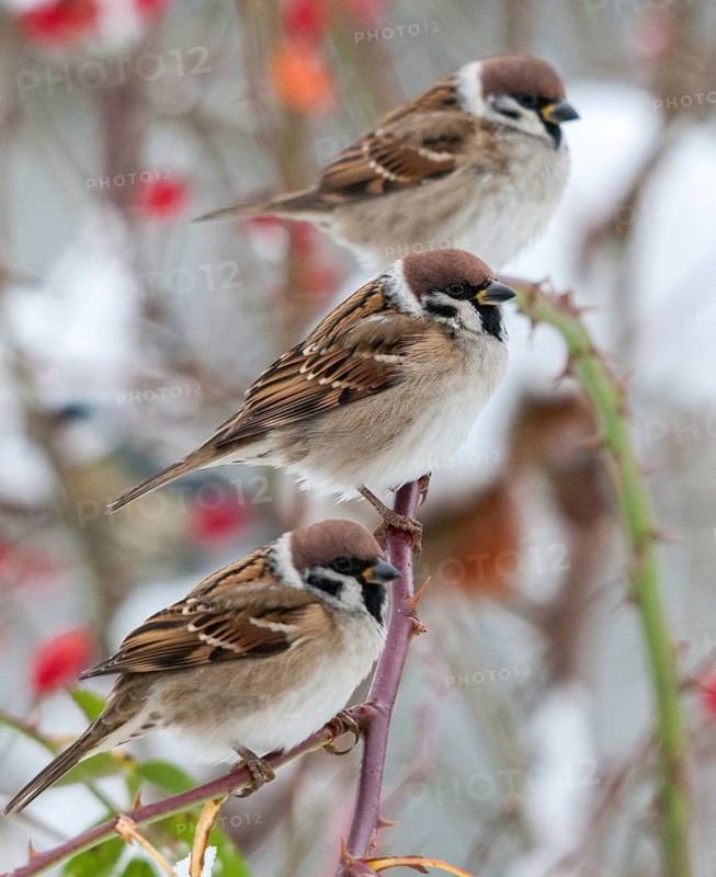 Tree sparrow, dog rose, Passer Montanus, Rosa Canina, rosaceae, rose family, sparrow, tree sparrow, autumn, birds, dog rose, flora, rose hip, autumn, high size, portrait format, passeri, plants, snow, songbirds, snow, songbirds, sparrow, sparrow, sparrow, sparrow, sparrow, sparrow, sparrow, sparrow