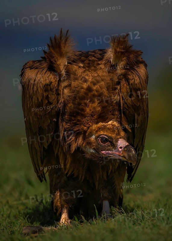 Black vulture (Aegypius monachus) on the ground in a grass field, Pyrenees, Spain