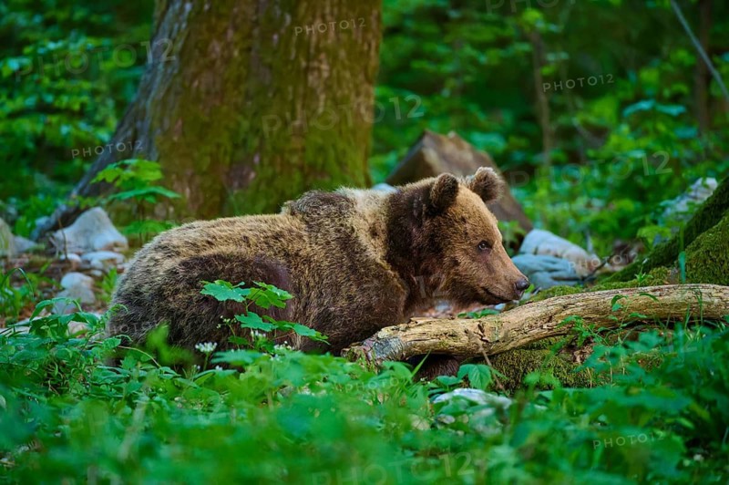 A brown bear lies next to a tree trunk in the forest, European brown bear (Ursus arctos), Slovenia