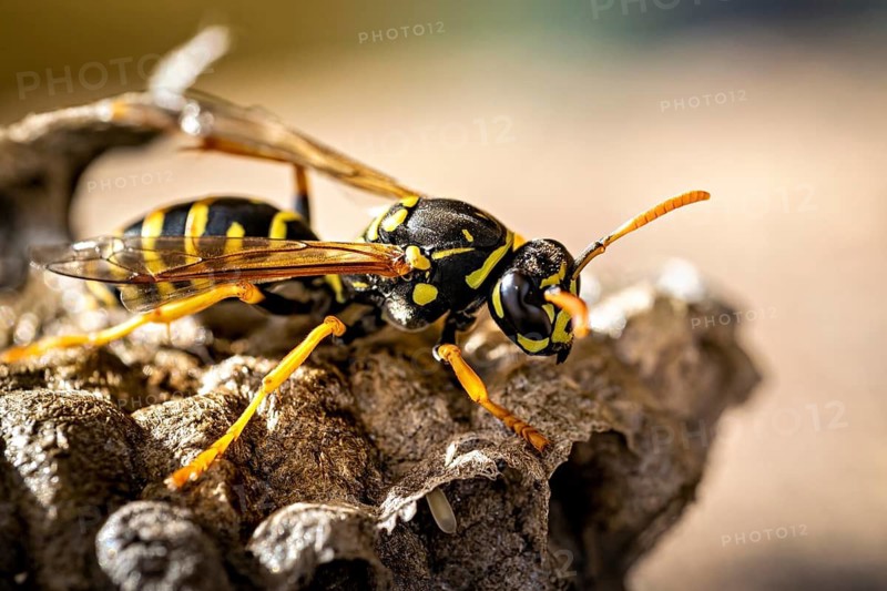 Side view of a wasp on a nest, with striking yellow and black markings, field wasps on their abandoned nest near Herleshausen, Germany (Polistinae)
