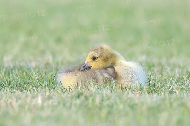 Canada Goose (Branta canadensis), chick resting in a meadow, wildlife, nature photography, goose, Altmühlsee, Altmühltal, Franconian Lake District, Middle Franconia, Franconia, Bavaria, Germany