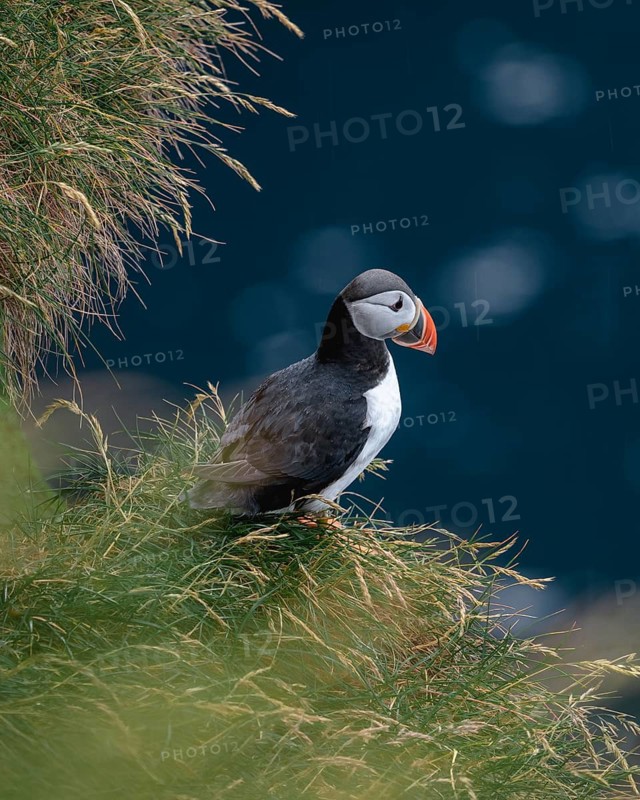 Puffin on grassy rock edge, Gjogv, Faroe Islands