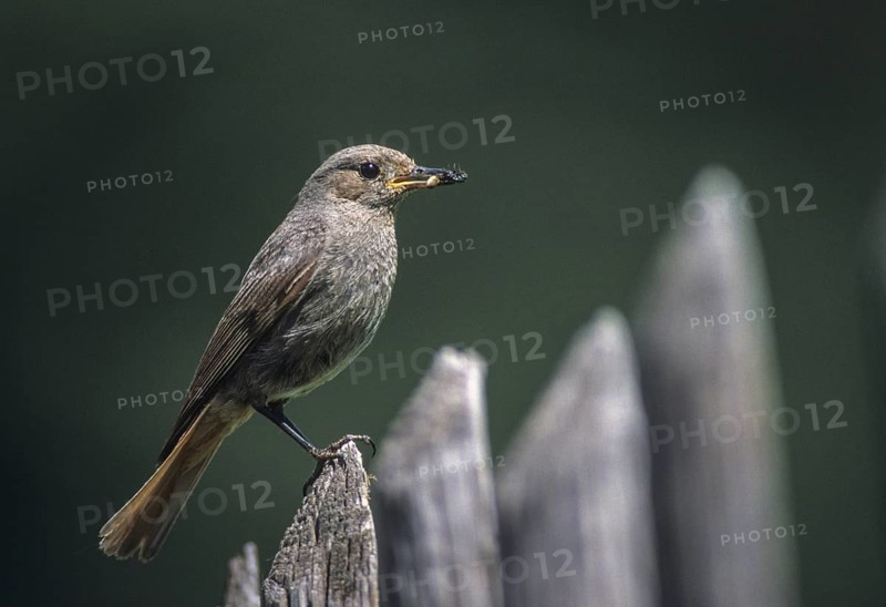 Black redstart, house redtail, Phoenicurus ochruros, birds, feeding, garden, garden fence, garden fence, leo, passeri, songbirds, birds