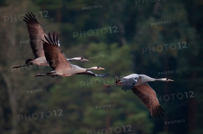 2010, Brandenburg, Crane, Germany, Grus Grus, Crane, Nabu, national natural heritage, natural paradise Grünhaus, post-mining landscape, birds, flying, flight, gruidae, gruiformes, greenhouse, cranes, waitbirds, birds