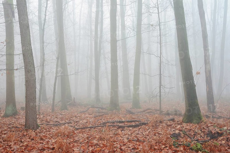 Forest with copper beeches (Fagus sylvatica) and English oaks (Quercus robur) in the morning mist, autumn, North Rhine-Westphalia, Germany