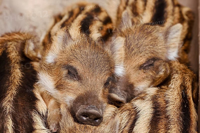 Wild boar (Sus scrofa), piglets huddled close together, North Rhine-Westphalia, Germany