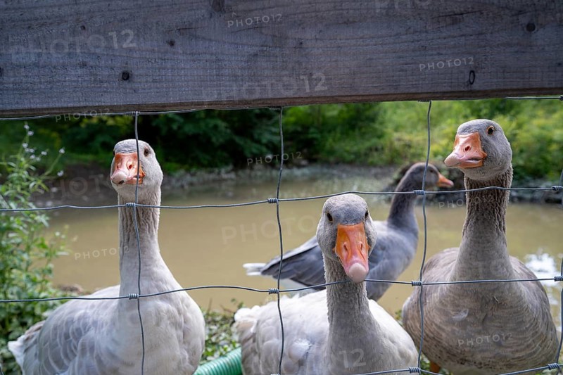 Domestic geese look curiously through bars, Upper Bavaria, Bavaria, Germany