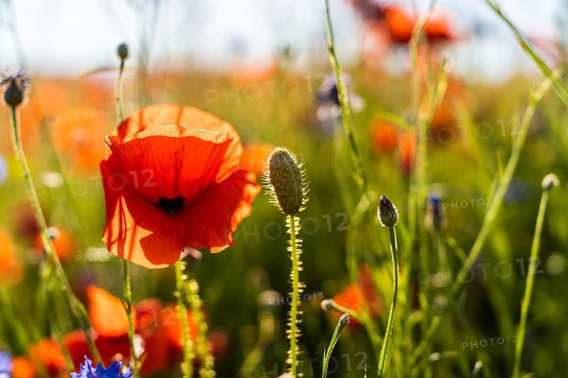 Close-up of blooming poppy (Papaver rhoeas) flower in vibrant wildflower meadow with soft sunlight and shallow depth of field