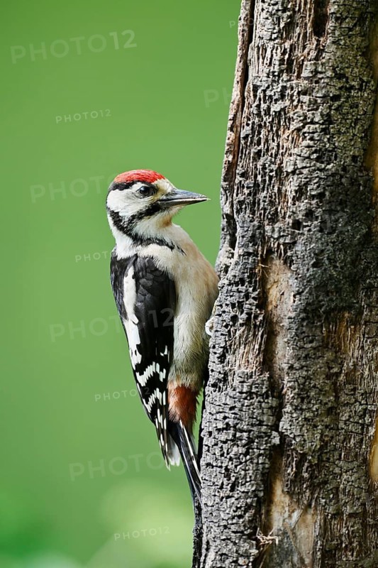Great spotted woodpecker (Dendrocopos major, Picoides major), young bird, North Rhine-Westphalia, Germany