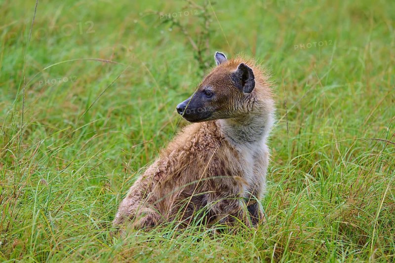 A hyena sitting in a meadow, gazing intently into the distance, spotted hyena (Crocuta crocuta), Masai Mara National Reserve, Narok County, Kenya