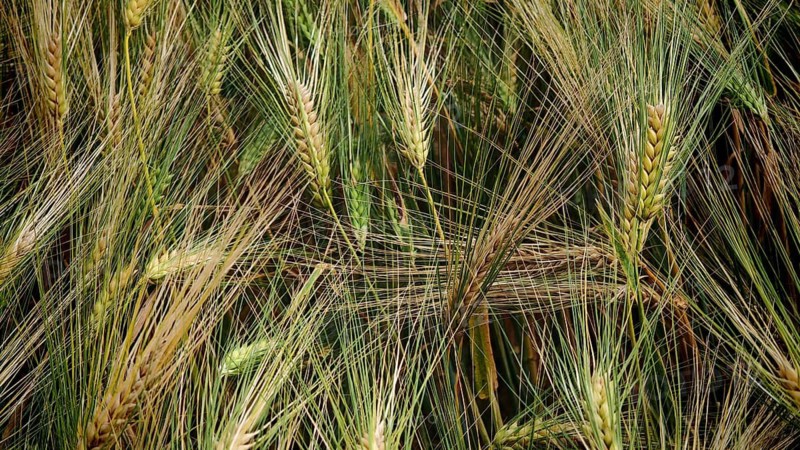 Close-up of green wheat ears (Triticum) showing detailed structures, summer in the Frankenwald nature park Park, Upper Franconia