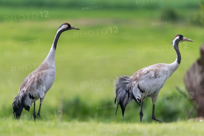 Crane, grus grus, crane, birds, gruidae, gruiformes, cranes, waitbirds, birds