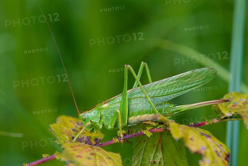 Grasshoppers, Great Green Bush cricket, big hayhorse, green hayhorse, deciduous locusts, songhoppers, Tettigonia viridissima, tettigonioidea, ensifera, female, grasshoppers, grasshoppers, insects, insects, long-feeler scare, female