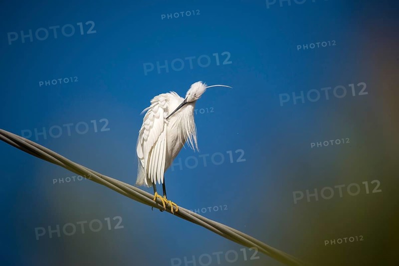 Egretta Garzetta, Granelli, Italy, Little Egret, Pantani Cuba and Longarini, Little Egret, Migratory Bird Sanctuary, Pantani Cuba & Longarini Migratory Bird Sanctuary, Birds, Ciconiiformes, Italy, Walking Birds, Sicily, Foundation for Biodiversity, Stork Birds, Birds