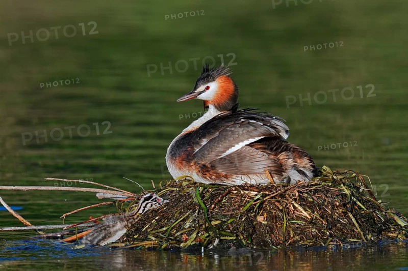 Great Crested Grebe (Podiceps scalloped ribbonfish) with chicks on the nest, North Rhine-Westphalia, Germany