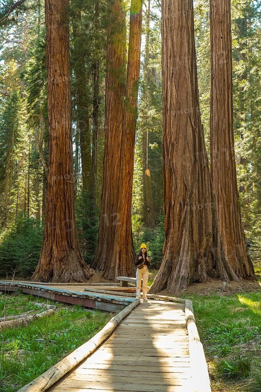 Female traveler walking along a wooden boardwalk, surrounded by towering, centuries old giant sequoia trees in a sunlit forest, enjoying nature and outdoor adventure