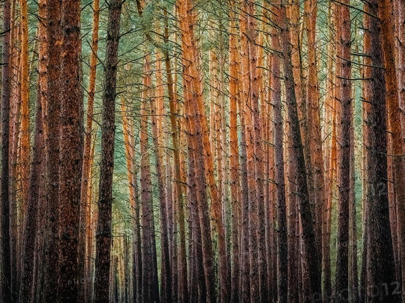 Red and orange in a pine forest, Nossentiner Schwinzer Heide nature park Park, Mecklenburg-Western Pomerania, Germany