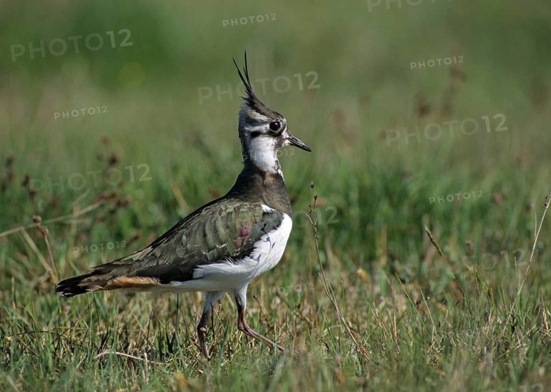Lapwing, vanellus vanellus, birds, charadriiformes, leo, limikolen, plovers, birds, waders, waders
