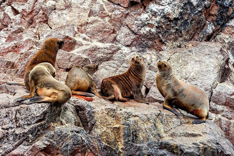 A group of sea lions resting on a rocky coast, South American sea lions on the rocks of the Ballestas Islands near Paracas in Peru (Otaria byronia)