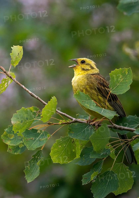 Emberiza citrinella, Yellowhammer, Yellowhammer, birds, song, high size, portrait format, male, passeri, singing, songbirds, birds