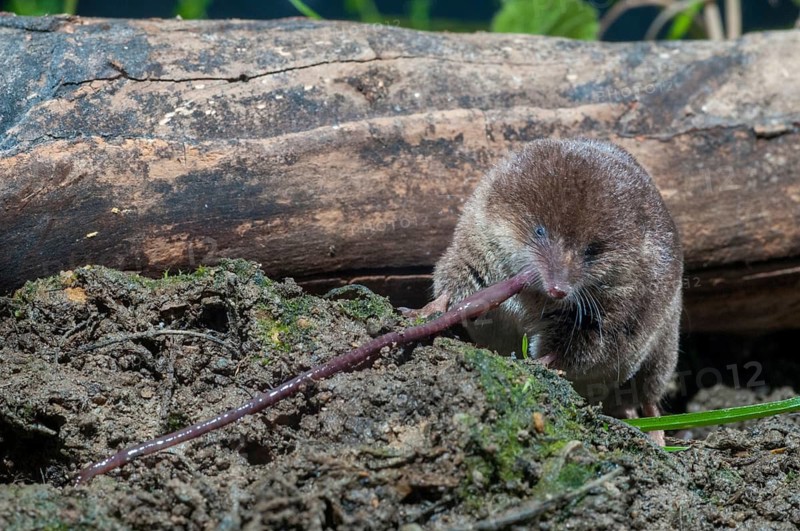 Common shrew, earthworm, insectivora, insectivora, lumbricidae, sorex araneus, forest shrew, prey, capture, hunting, hunting, mammals, earthworm, shrew, mammals