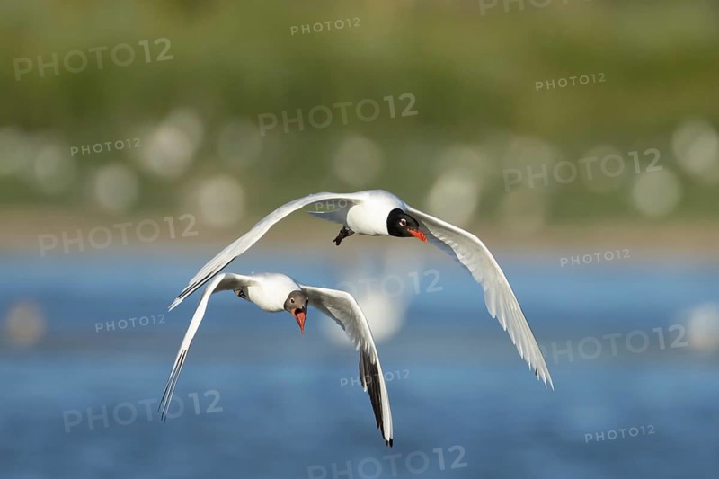 Mediterranean gull (Ichthyaetus melanocephalus) adult bird in flight being chased by a Black headed gull (Chroicocephalus ridibundus), RSPB Minsmere nature reserve, Suffolk, England, United Kingdom