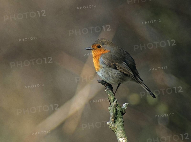 Erithacus rubecula, robin, robins, birds, passeri, songbirds, birds