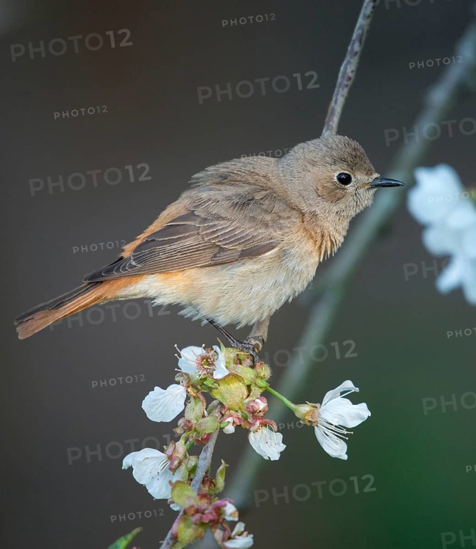 Garden redtail, fruit tree blossom, Phoenicurus phoenicurus, redstart, birds, female, spring, garden birds, high size, portrait format, passeri, songbirds, songbirds, jump, birds, female