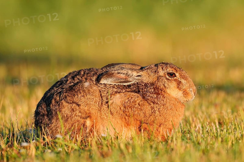A brown hare (Lepus europaeus) sits in a meadow in the morning light, North Rhine-Westphalia, Germany